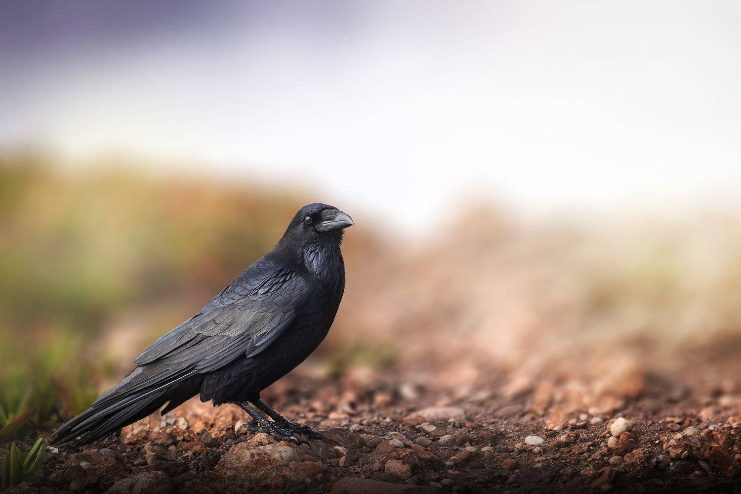 raven, birds, animals, wildlife, nature, Токарев Олег