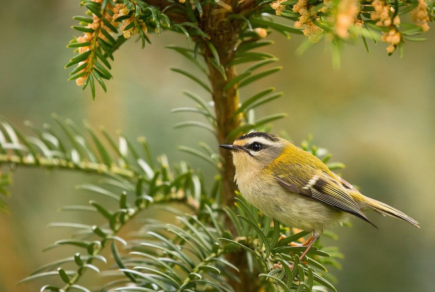 , Robert Adamec