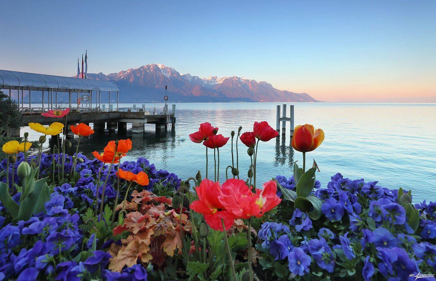 swiss, Матвеев Николай