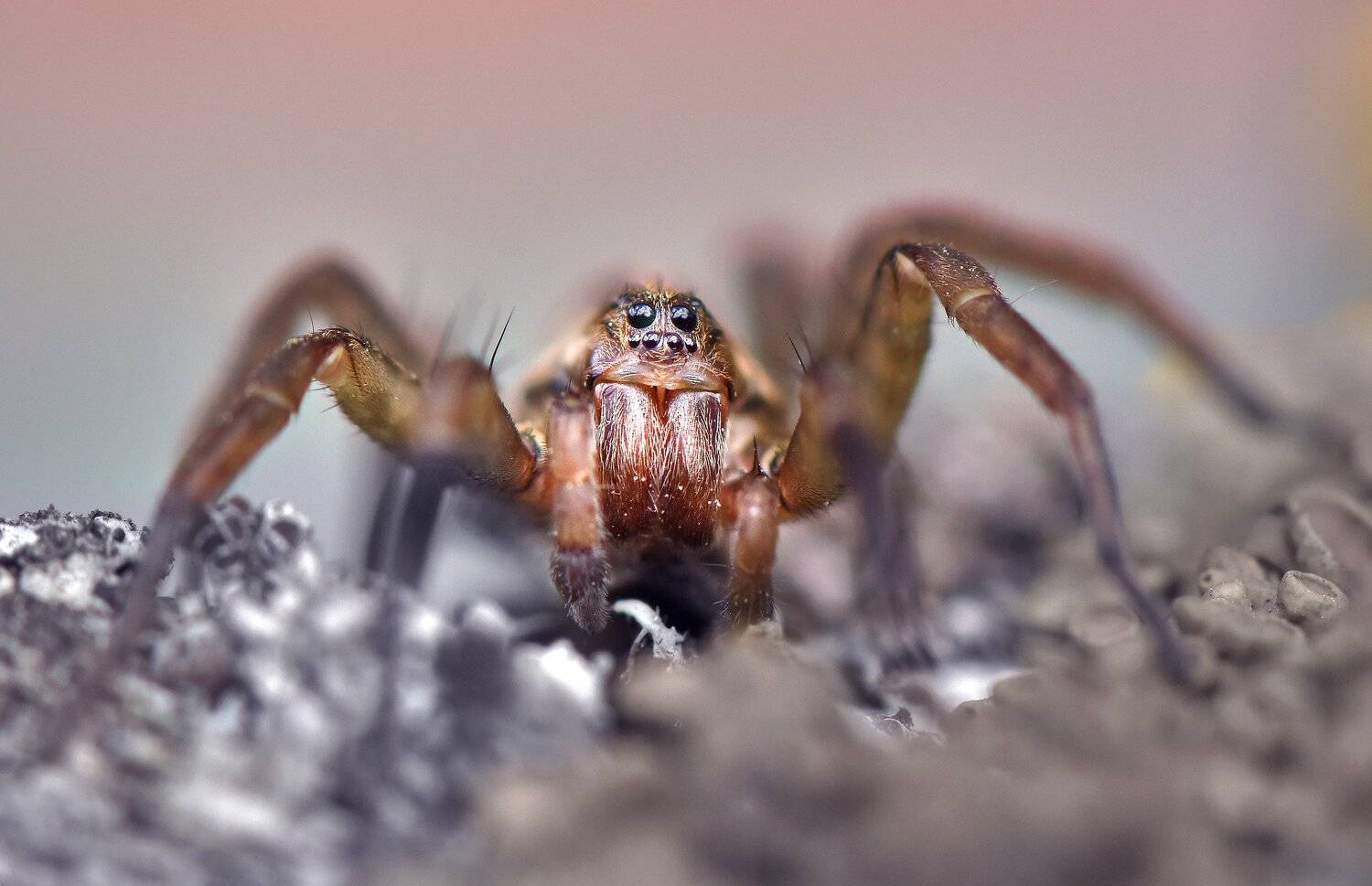 , Макеев Алексей