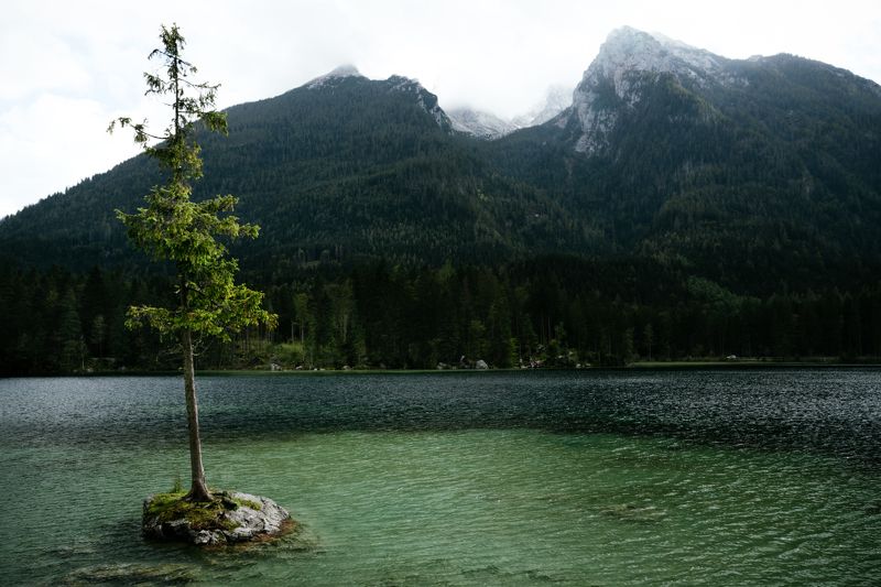 озеро; дерево; горы Одинок, но не сломлен фото превью