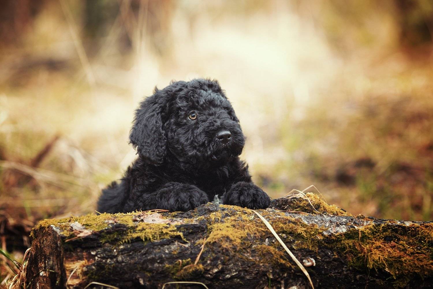 , Наталия Поникарова