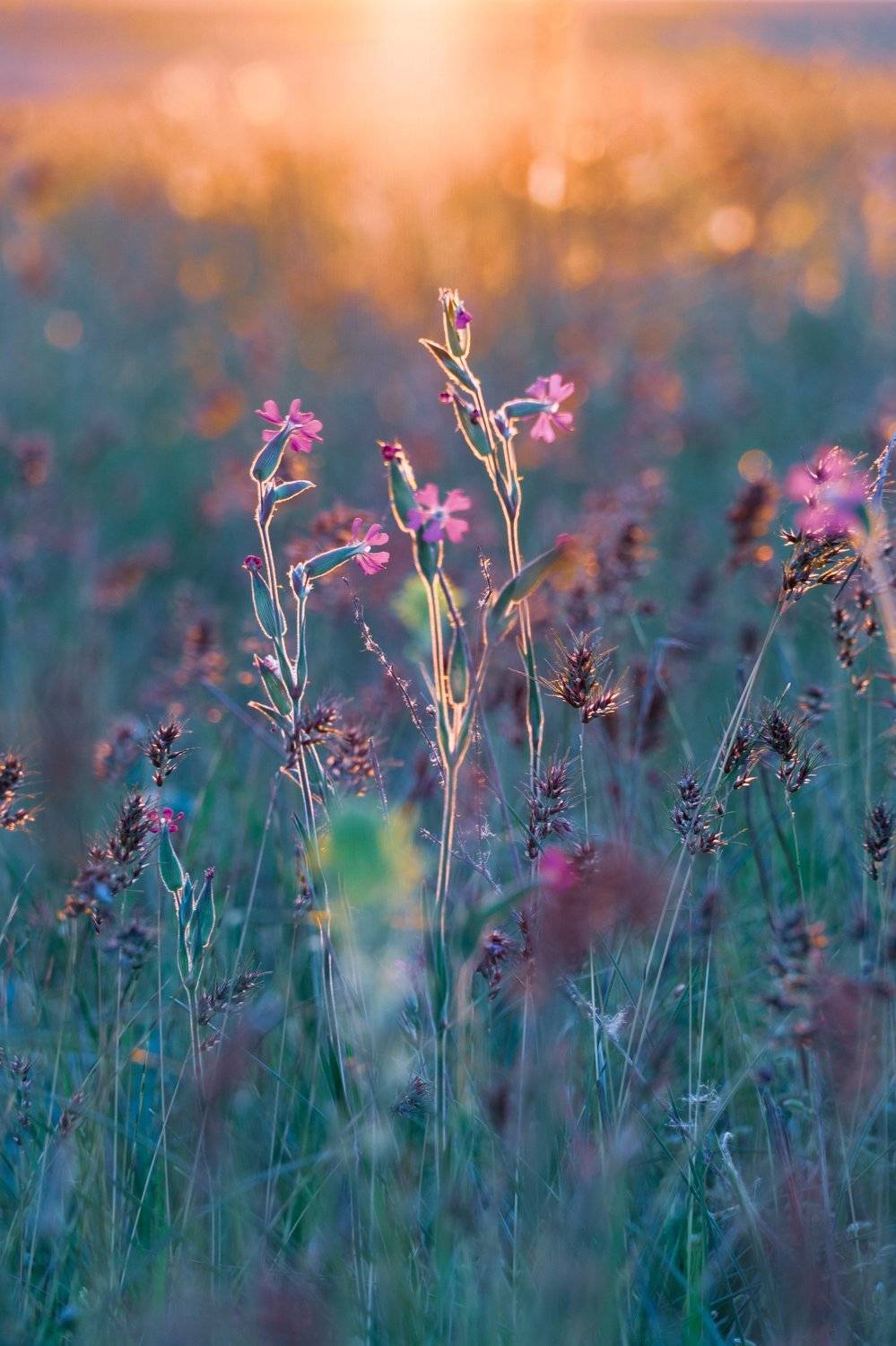 , Андрей Кривцов