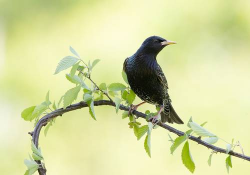Обыкновенный скворец - European Starling