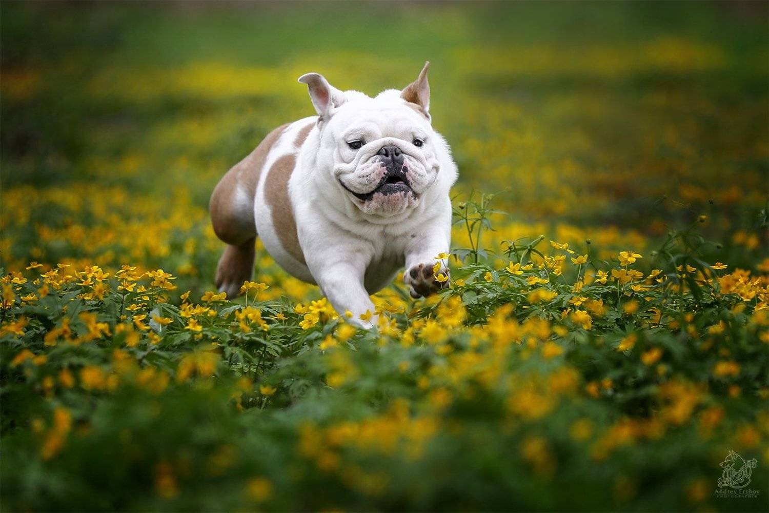 , Андрей Ершов