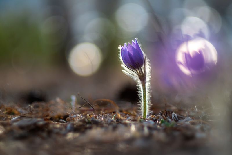 Сон-трава 2021 фото превью