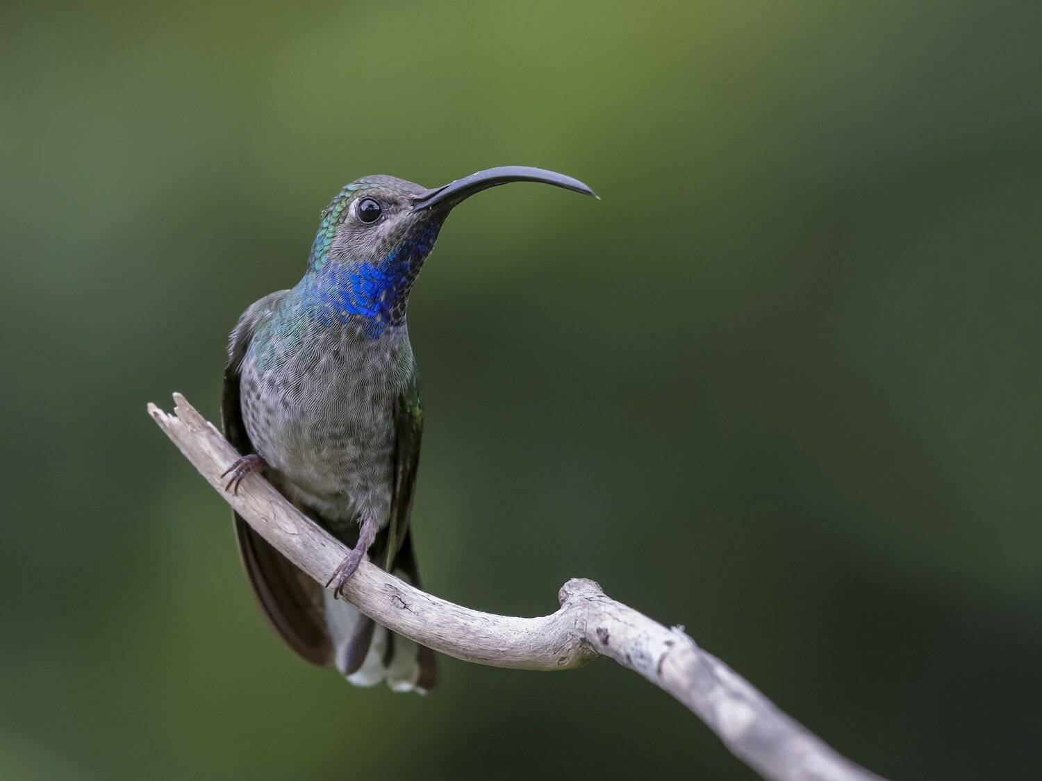 , Fernando Burgalin Sequeira