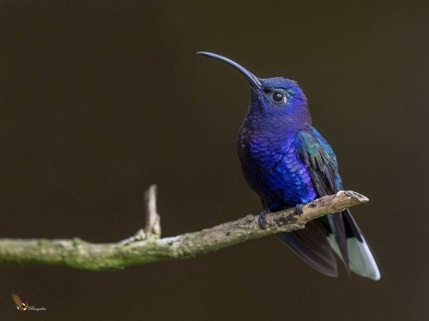 , Fernando Burgalin Sequeira