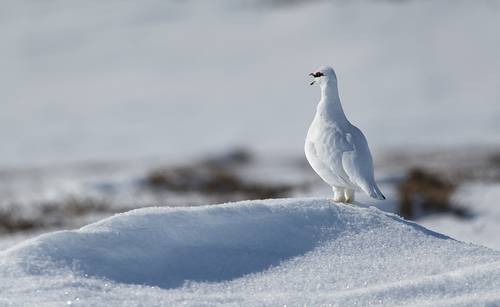 Тундрянная куропатка - весна...