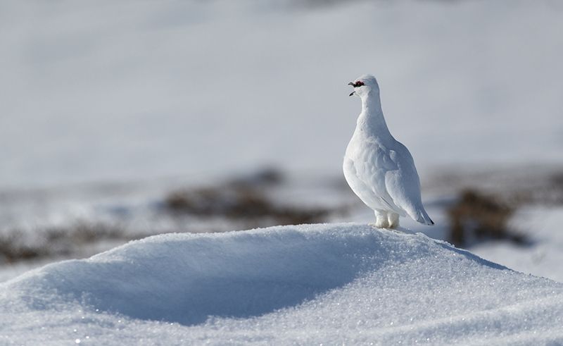 чукотка,арктика,север, тундра, птицы, куропатка, тундрянная куропатка Тундрянная куропатка - весна... фото превью