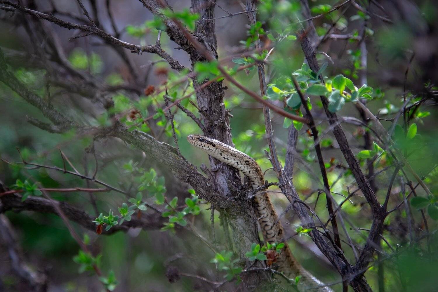 кыргызстан, горы, Элина Магалимова