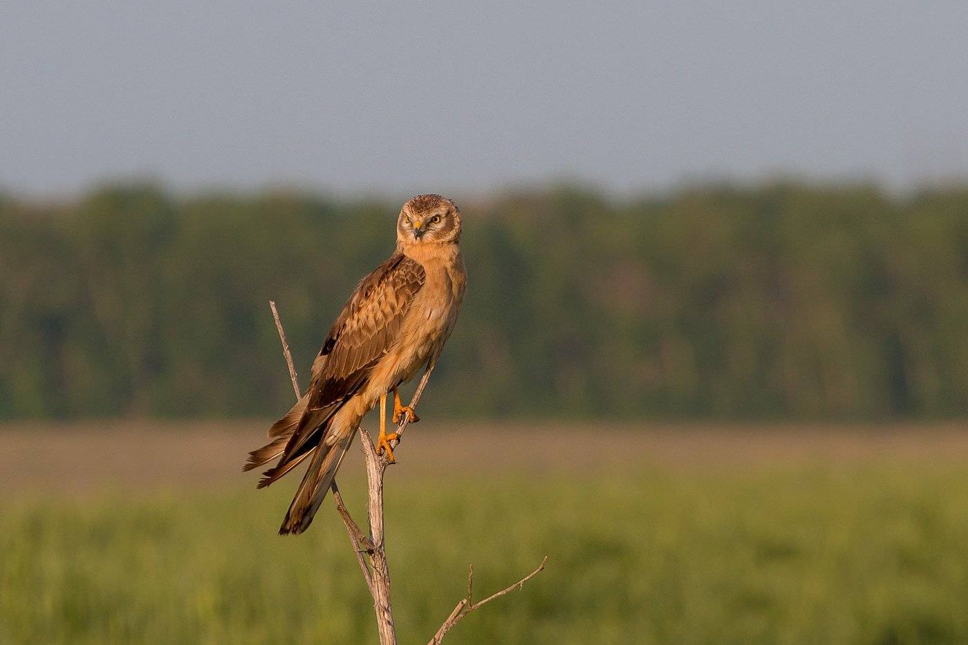 птицы, луговой лунь, wildlife, birds, весна, montagu\'s harrier, Алексей Юденков