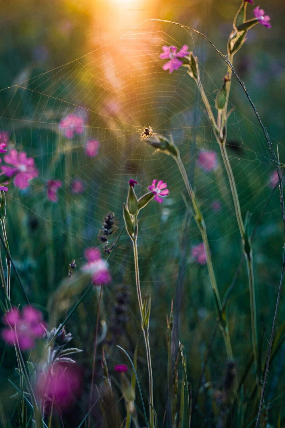 , Андрей Кривцов