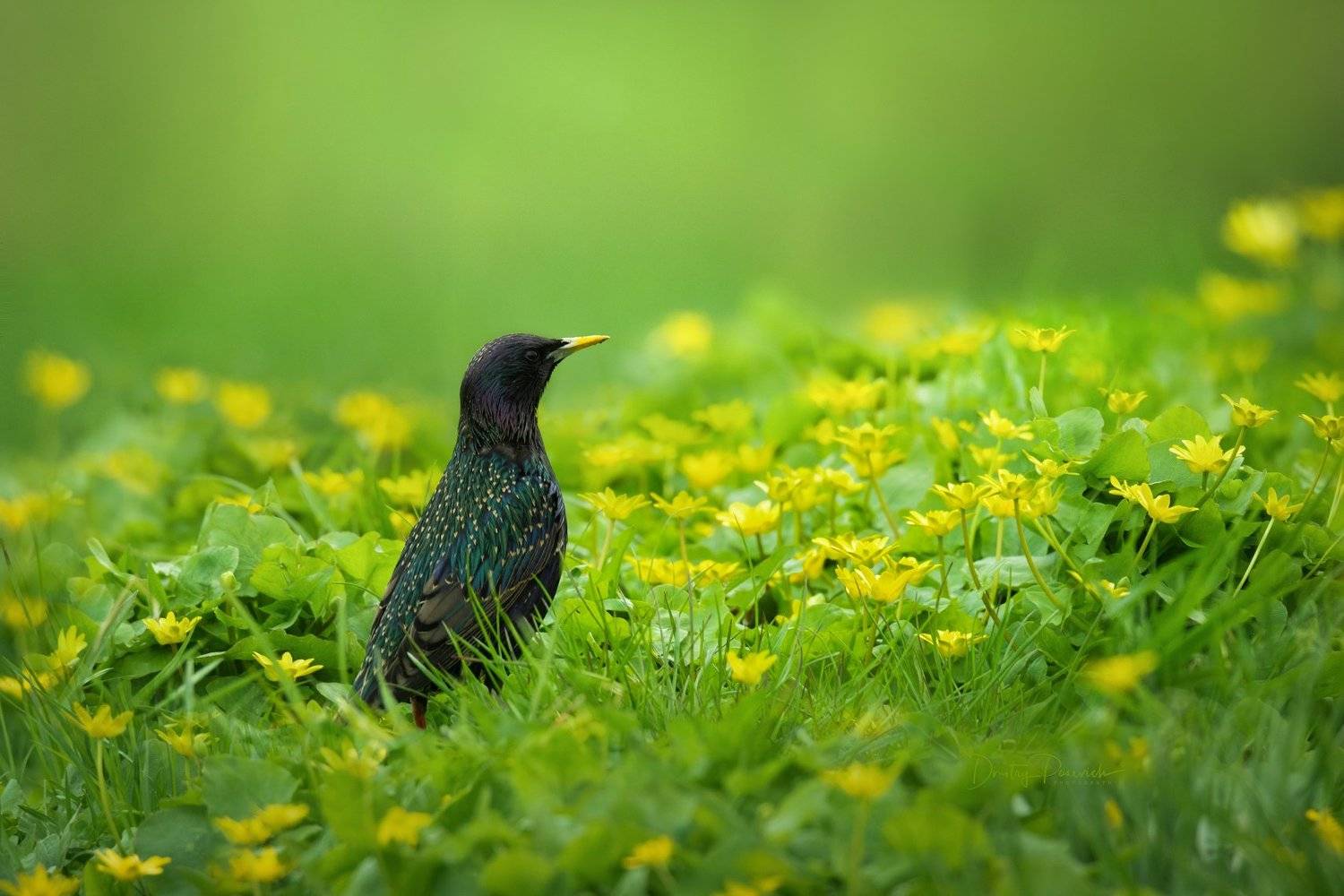 природа, лес, поля, огороды, животные, птицы, макро, Дмитрий Посевич