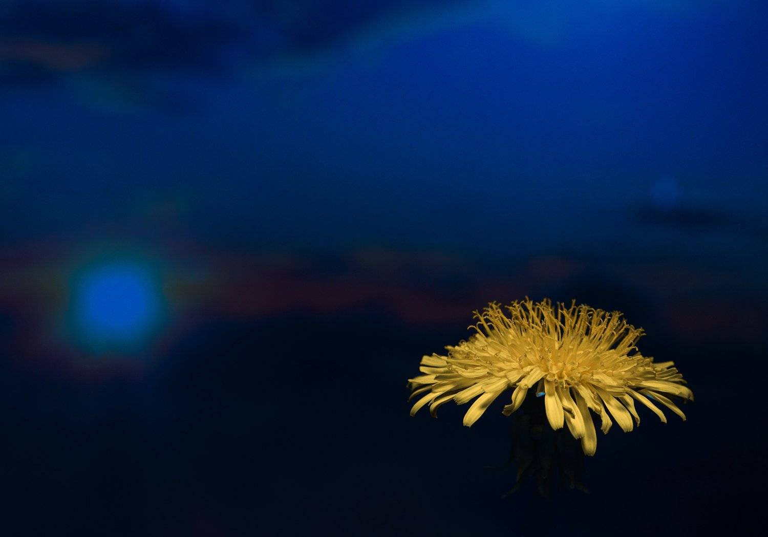 ночь,природа,ночное небо,цветы,одуванчик, облака,, Александр Кожухов