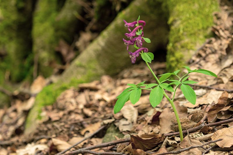 Петльови Гащи - Fumaria officinalis L. фото превью