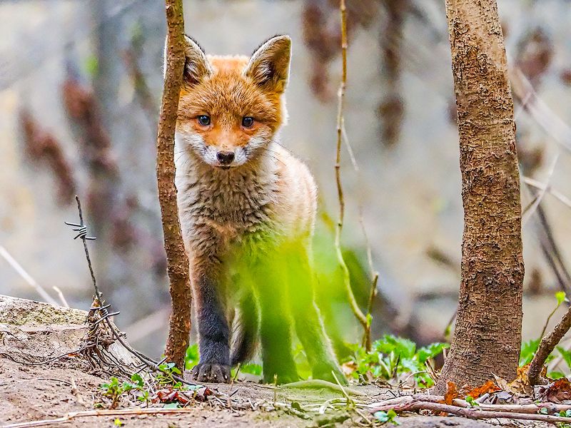 давай знакомится фото превью