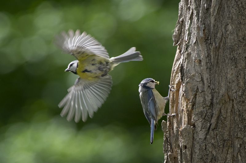 Семья фото превью