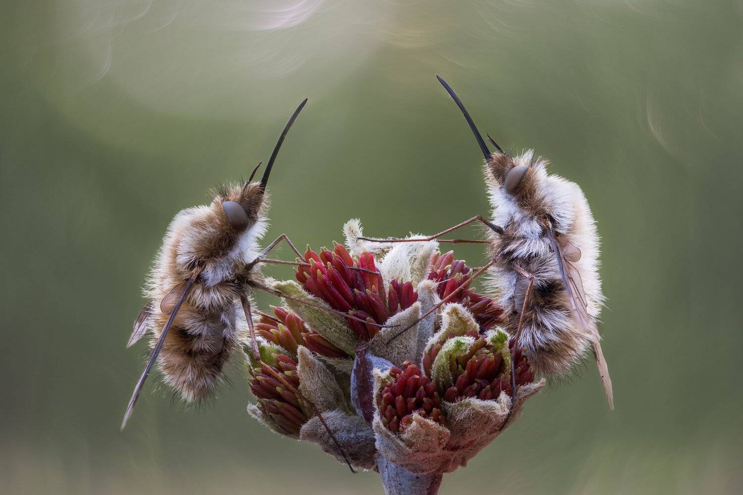 , Кузнецов Дмитрий