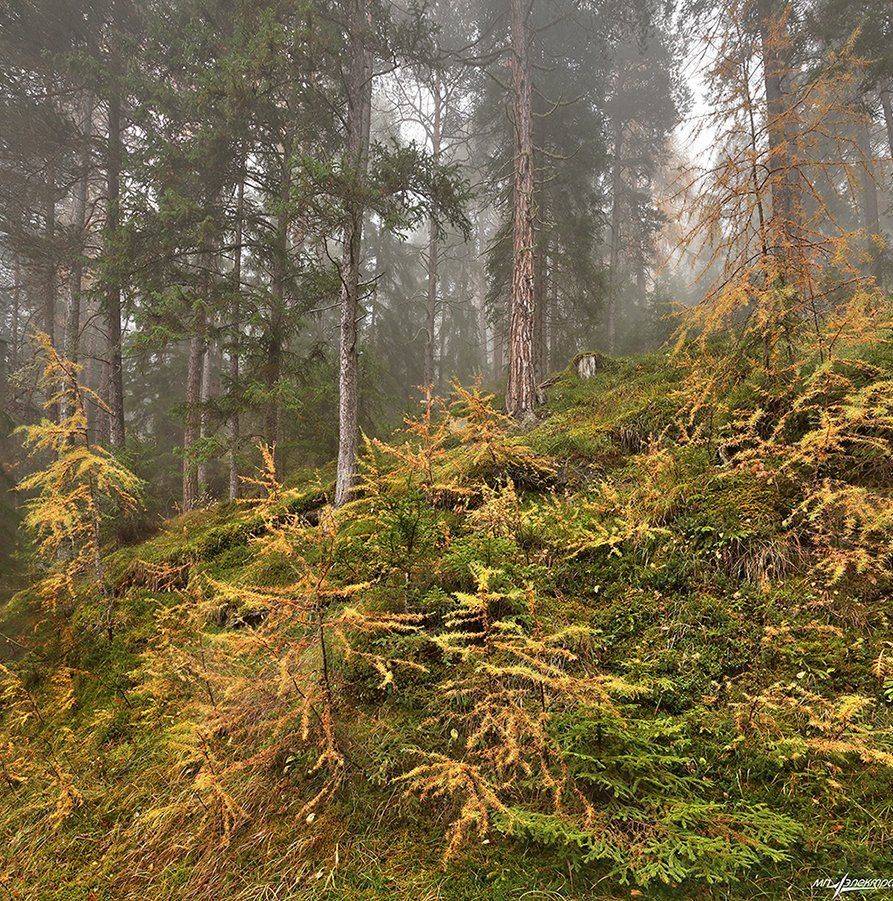 swiss, Матвеев Николай