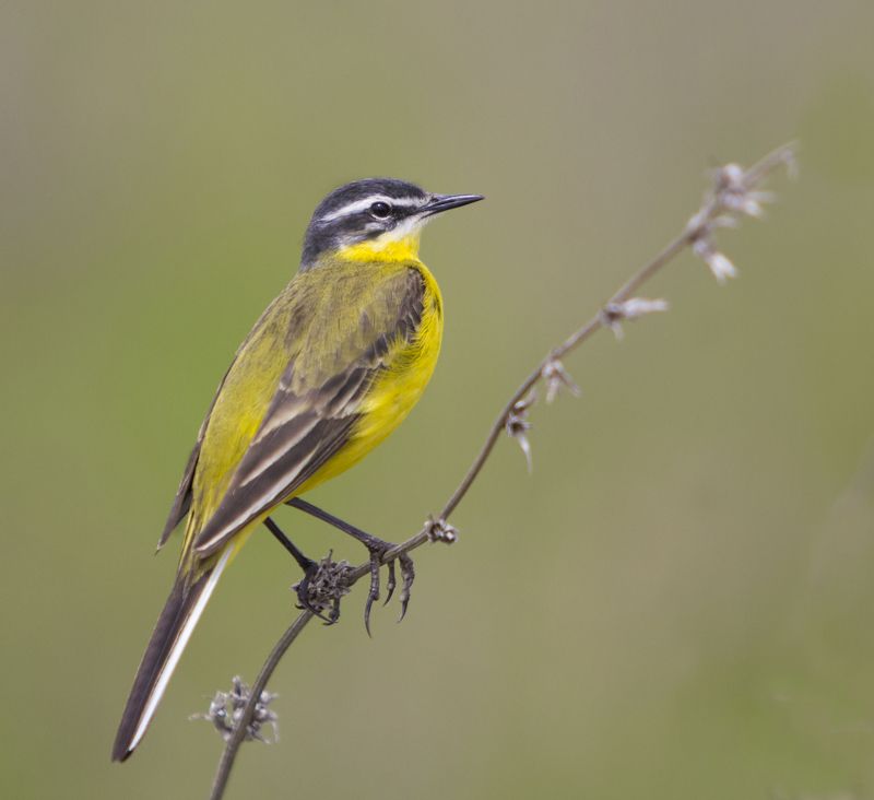 30 грамм солнышка фото превью