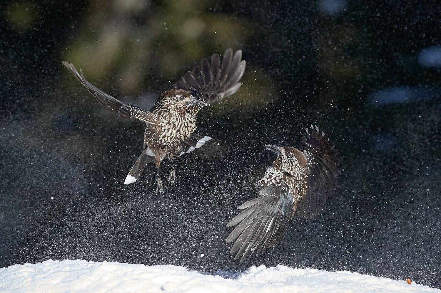 nature, wildlife, birds, Калин Ботев