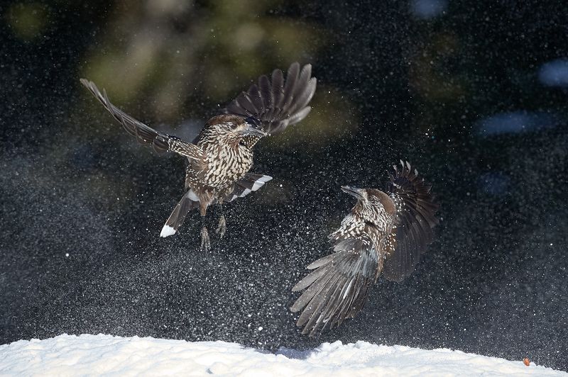 nature, wildlife, birds *** фото превью