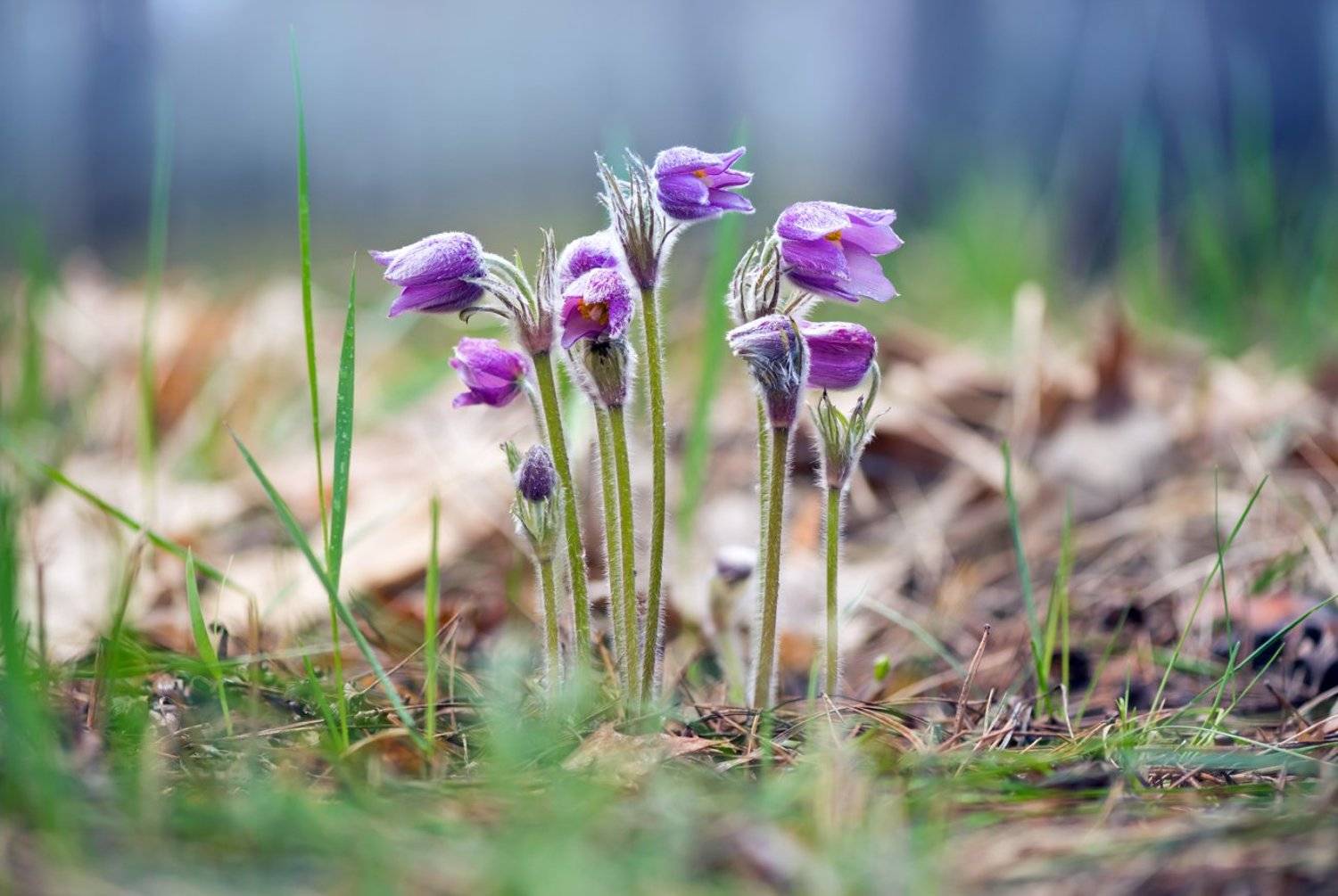 сон-трава, Галанзовская Оксана