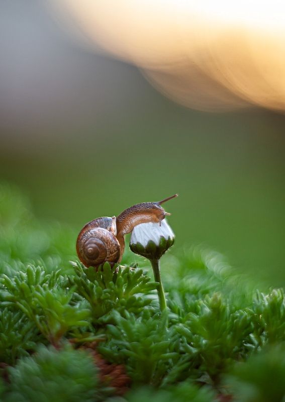Про неё и цветок фото превью