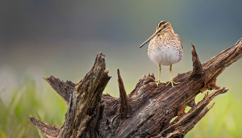 kszyk фото превью