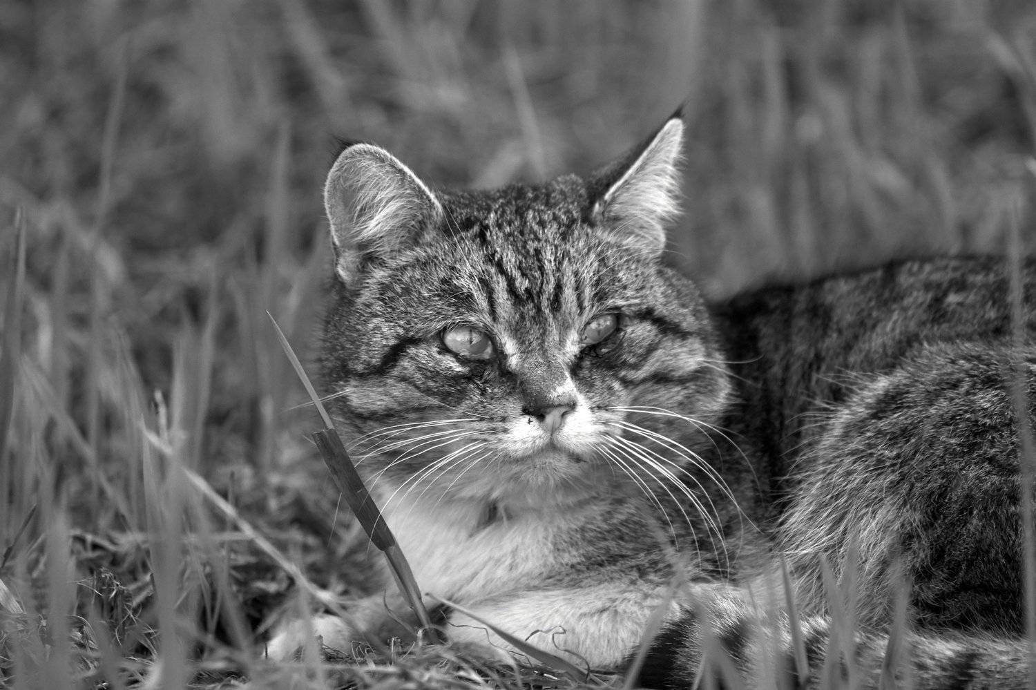 , Алексей Баландин