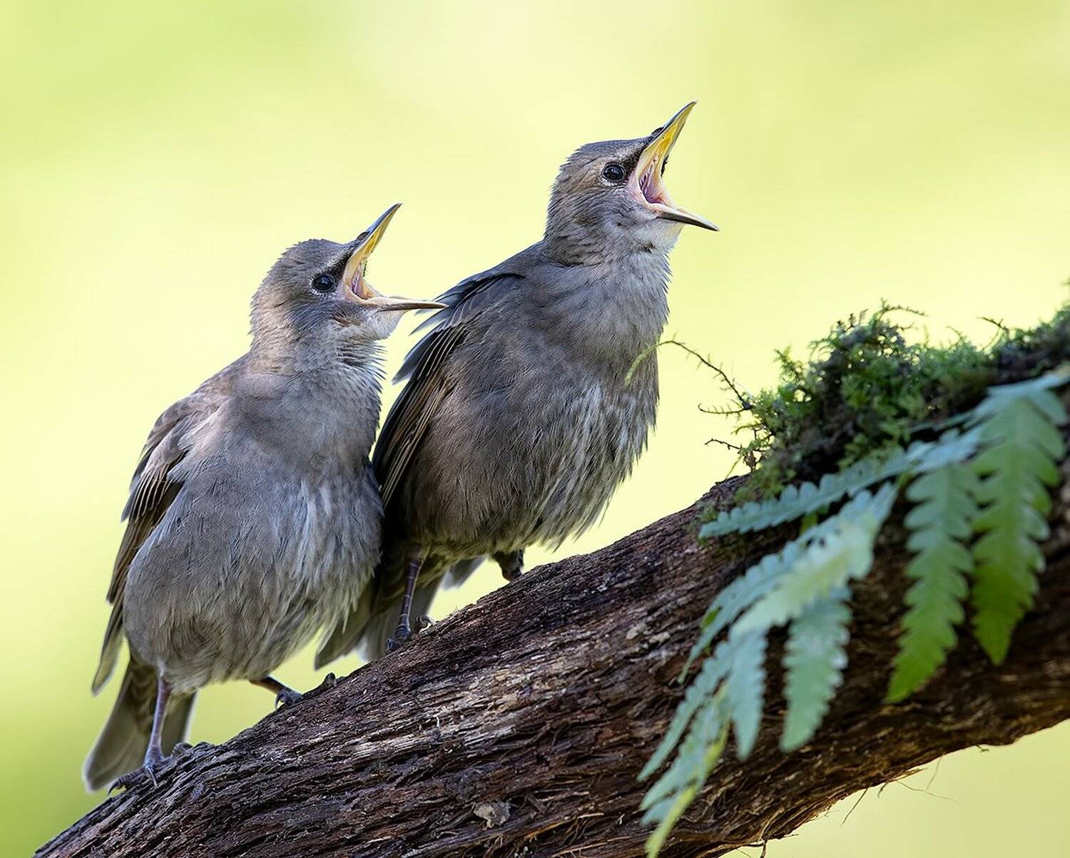 обыкновенный скворец, european starling, скворец, starling,весна, Elizabeth Etkind