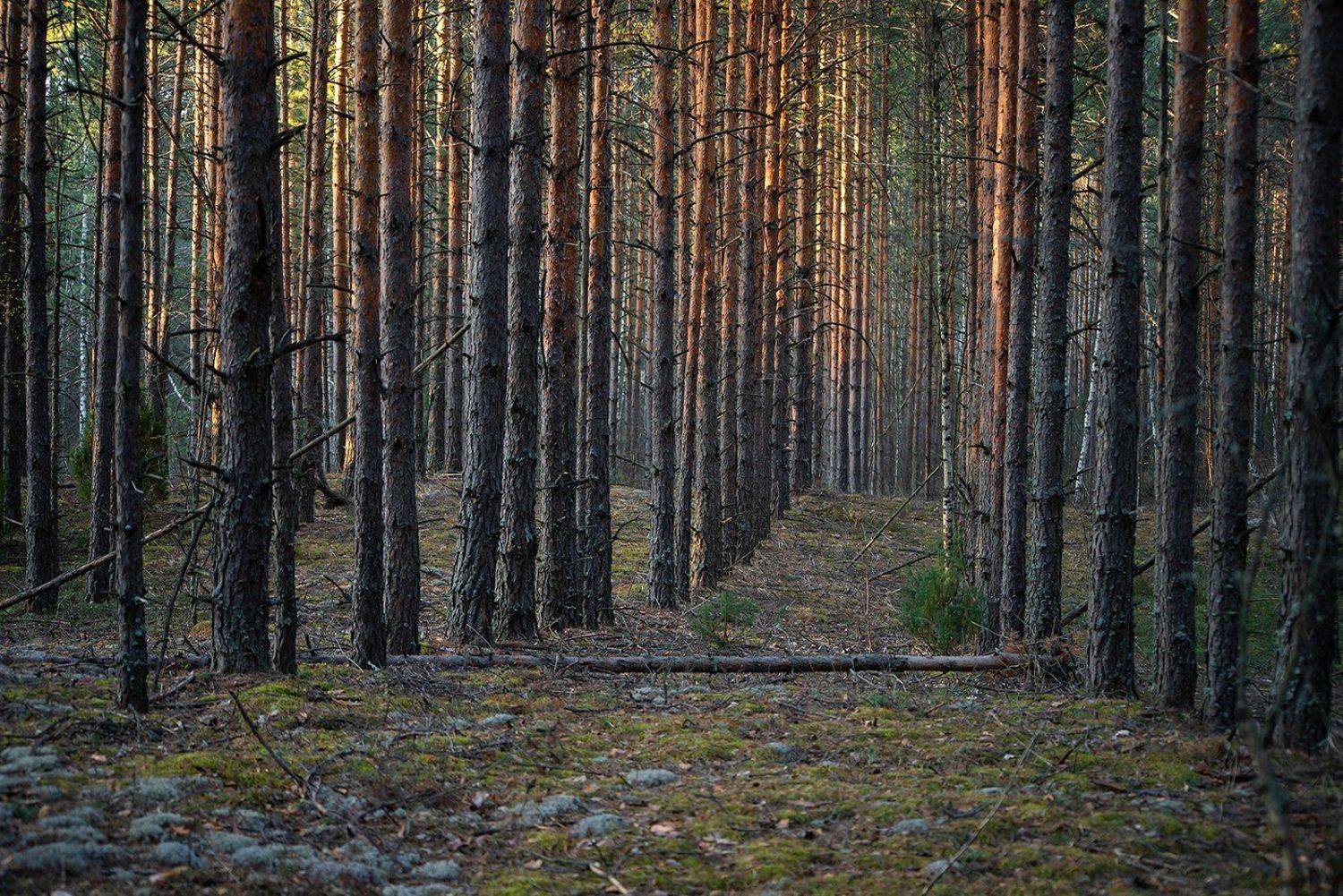 мещёра, рязанская область, сосны, весна, сосновый лес, мох, Валерий Пешков
