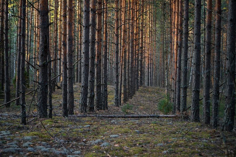 мещёра, рязанская область, сосны, весна, сосновый лес, мох В коридорах весны фото превью