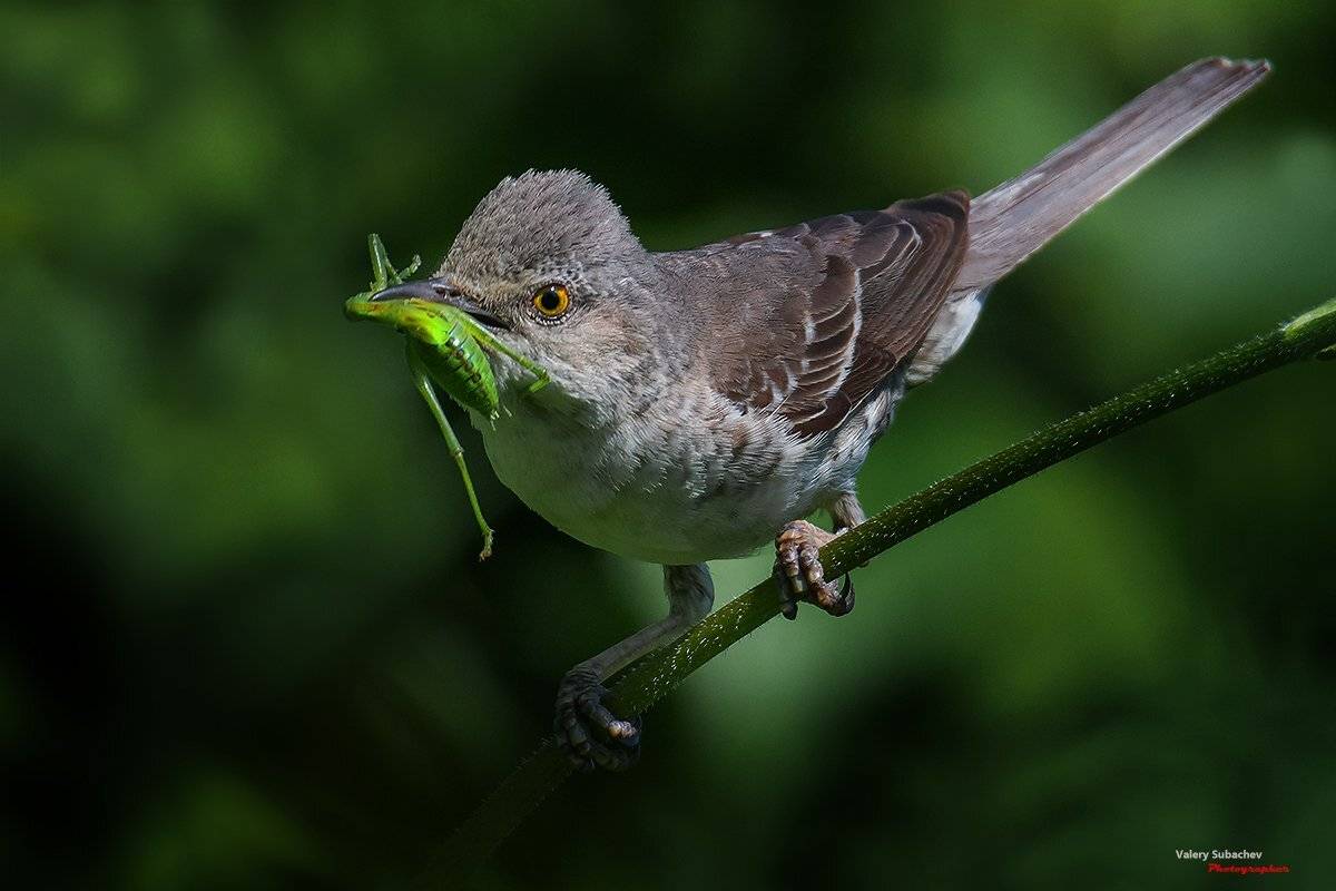 , Валерий Субачев