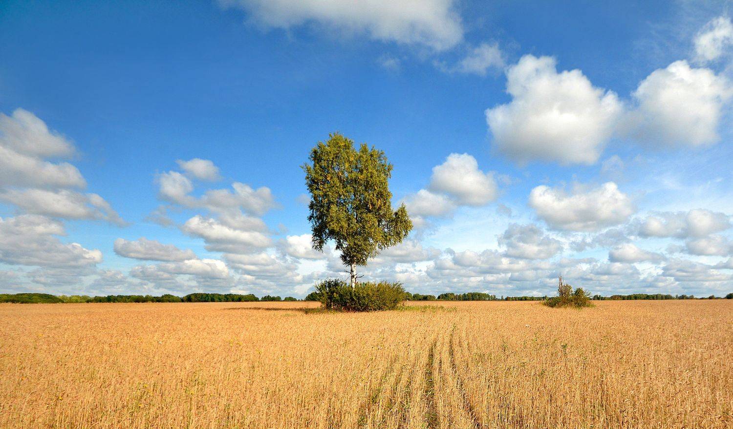 берёзку уже потрогала пальчиком близкая осень - виднеются жёлтые пряди., Михаил Белоусов