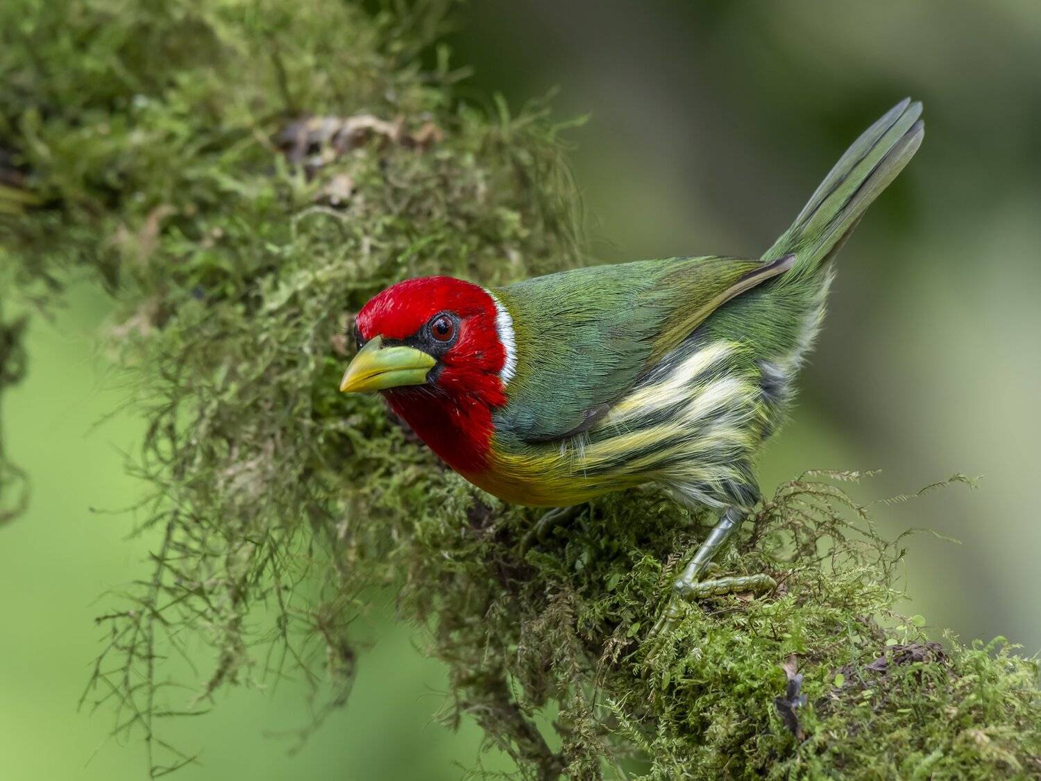 , Fernando Burgalin Sequeira