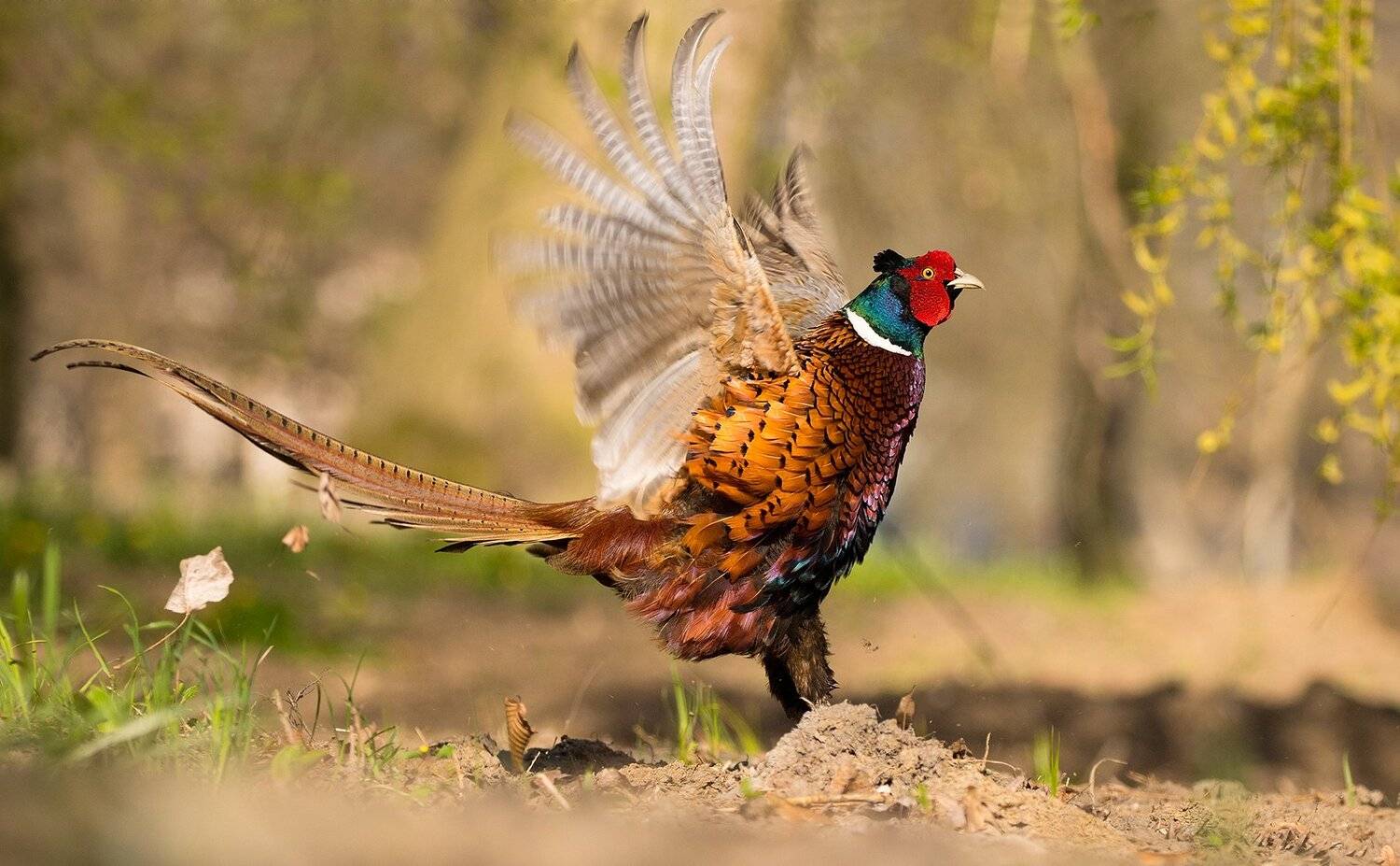 , Robert Adamec