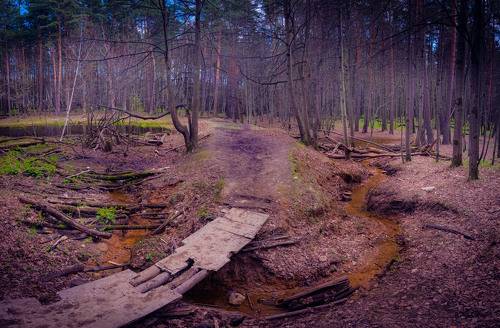 Лесной ручей