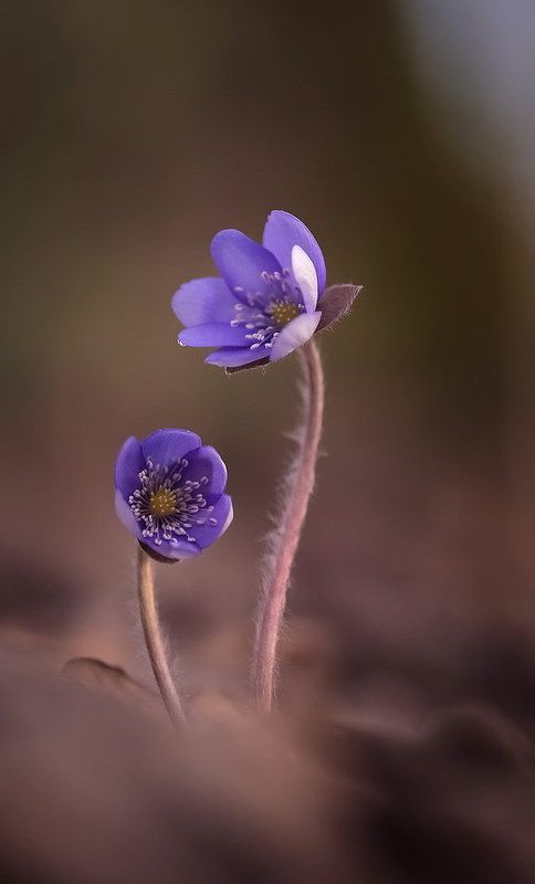 Если б не было тебя... фото превью