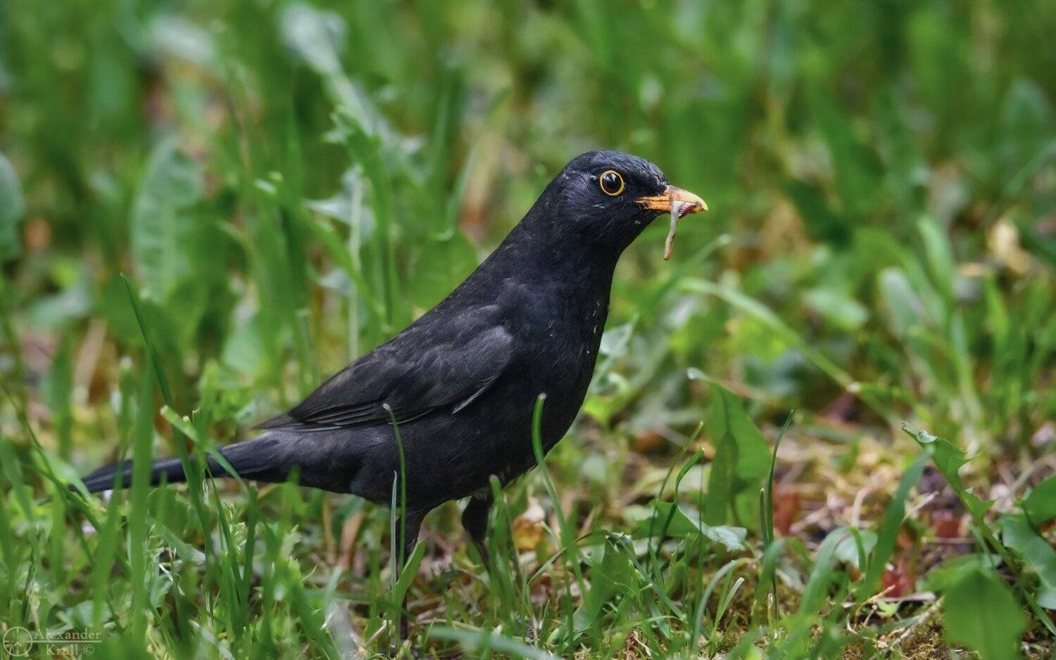 , Александр Круль