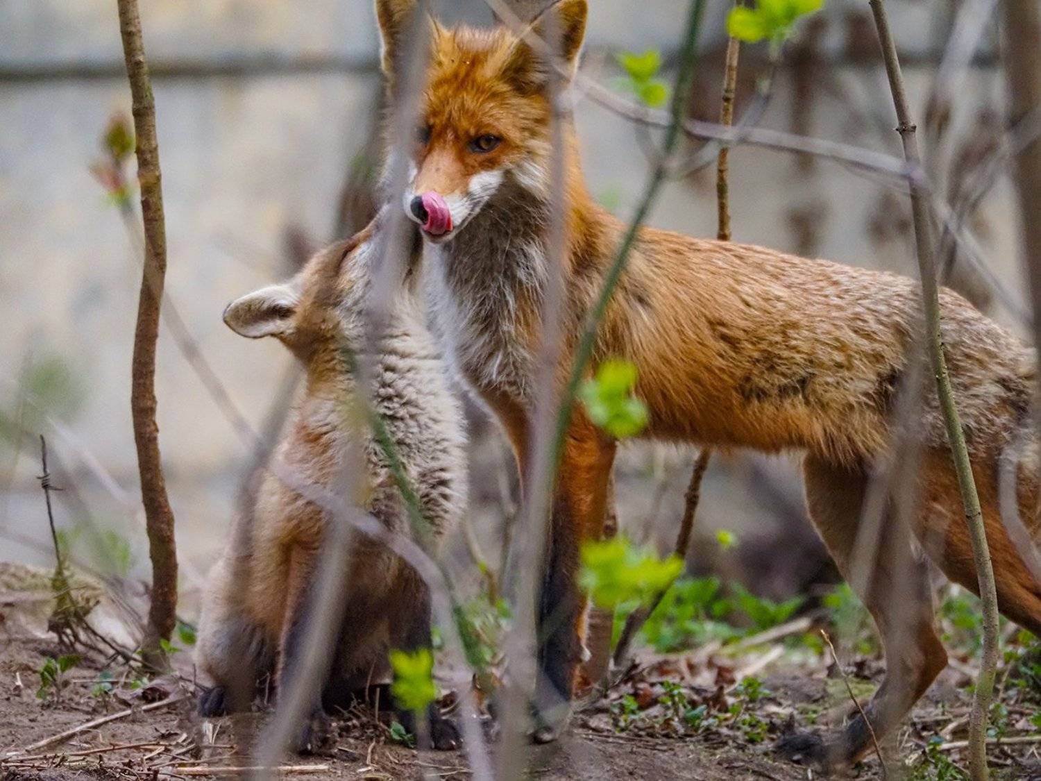 , Сергей Духанин
