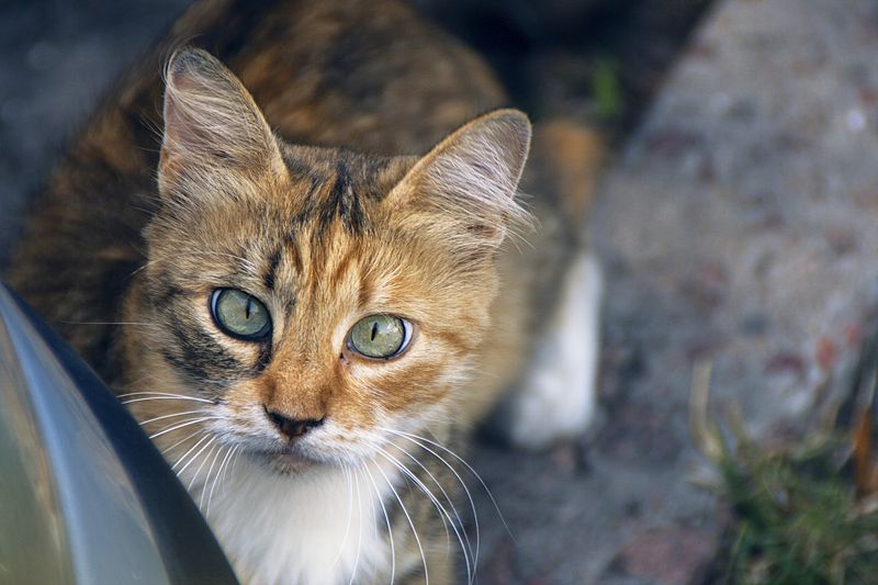 сами по себе... фото превью