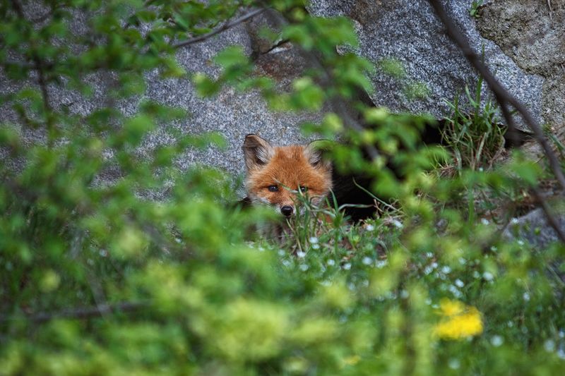 beautiful, красивый, moment, момент, nature, природа, весенняя, spring, весна, wildlife, animal, животное, forest, лесное, fluffy, пушистый, fox cub, лисенок, foxes, лисята, Случайная встреча :) фото превью