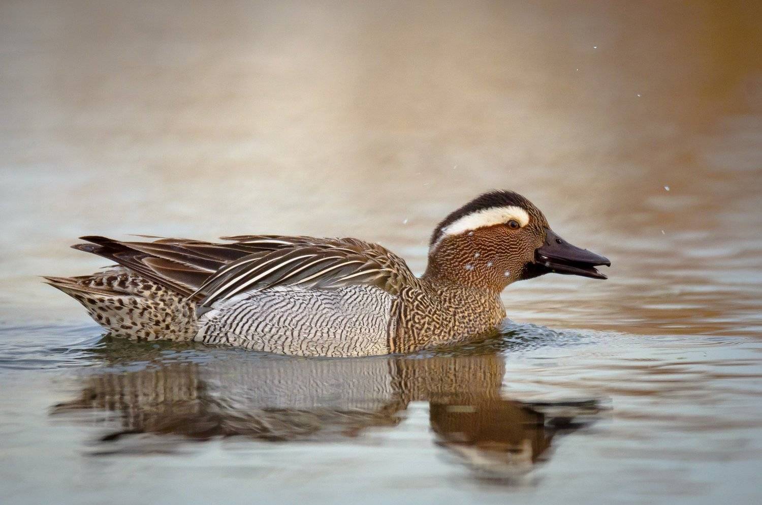 чирок, трескунок, чирок-трескунок, spatula querquedula, утка, подмосковье, птицы россии, водные птицы, Ксения Соварцева
