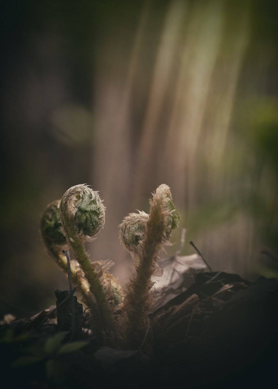 , Кузнецов Дмитрий