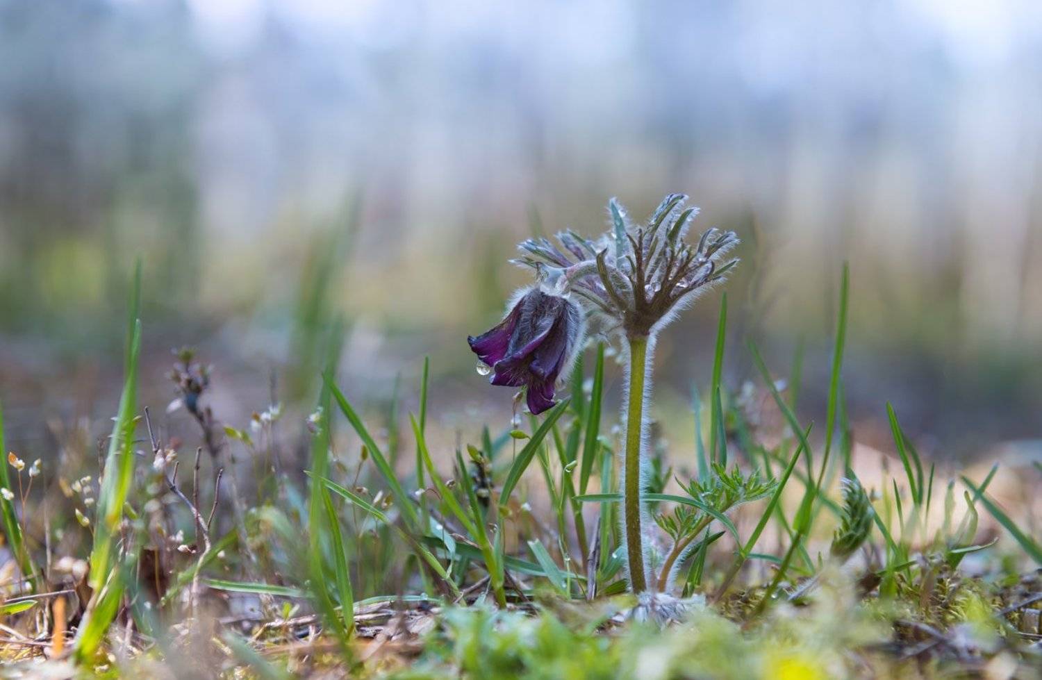 сон-трава, Галанзовская Оксана