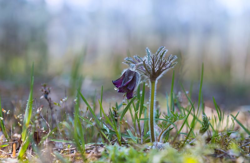 сон-трава В гордом одиночестве фото превью