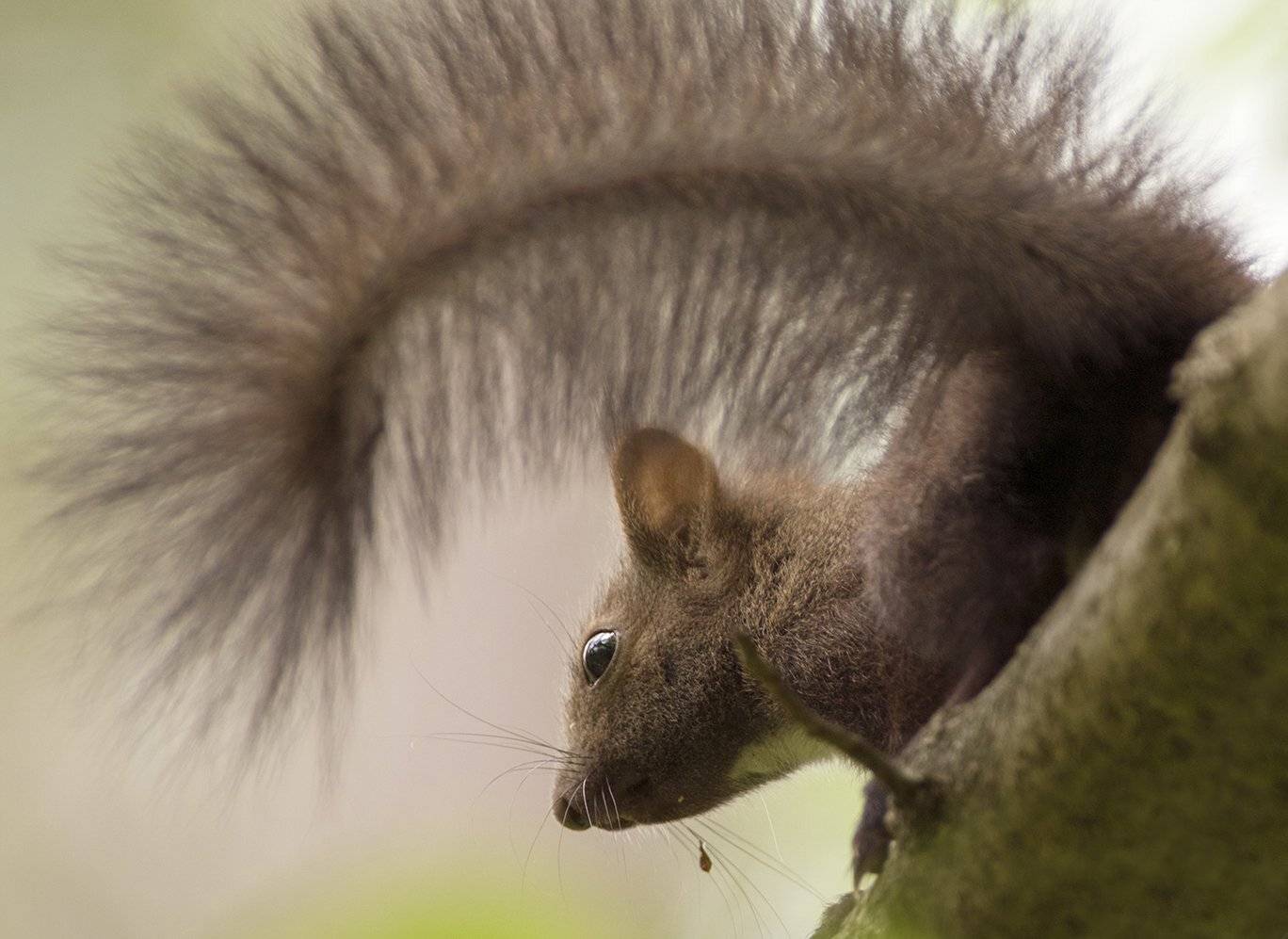 , Евгени Стефанов