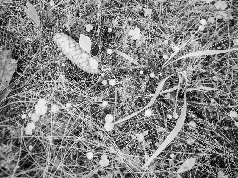 Карелия, черно-белое, трава, шишка, Карелия фото превью